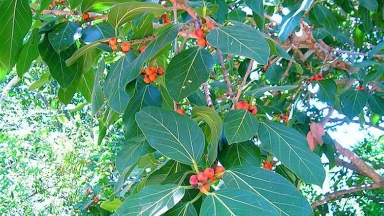 Cây Ða tròn lá. Ficus benghalensis L - Cây Thuốc Nam Quanh Ta